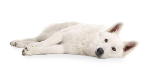 Cute funny dog on white background