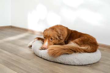dog in a pet bed. Nova Scotia Duck Tolling Retriever at home on a soft mattress