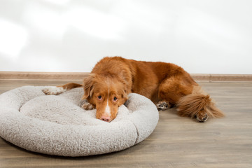 dog in a pet bed. Nova Scotia Duck Tolling Retriever at home on a soft mattress