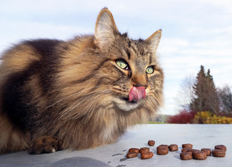 Eine Norwegische Waldkatze frisst genußvoll Katzenrockenfutter
