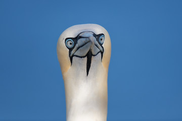 Basstölpel starrt mit direkt blick, Helgoland