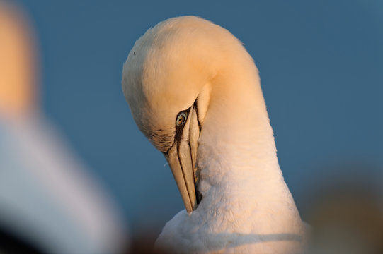 Basst&ouml;lpel pflegt mit Schnabel Brustgefieder, Helgoland