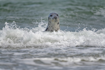 Fototapeta premium Kegelrobbe in Well am Strand, Düne Helgoland