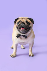 Cute pug dog with bowtie on color background