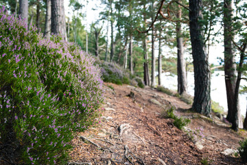 Purple heather in Scotland countryside with blured background of natural lake, forrest path in the picture