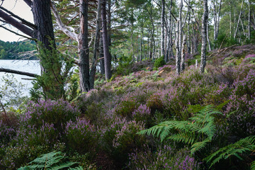Purple heather in Scotland countryside with blured background of natural lake