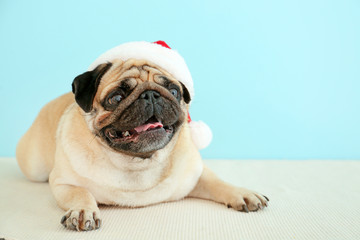 Cute pug dog in Santa hat near color wall