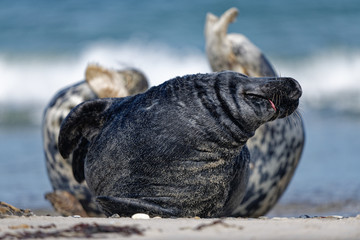 Kegelrobben Bulle frontal, reckt sich nach Ruhen am Strand, Düne Helgoland