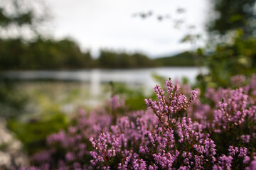Purple heather in Scotland countryside with blured background of natural lake