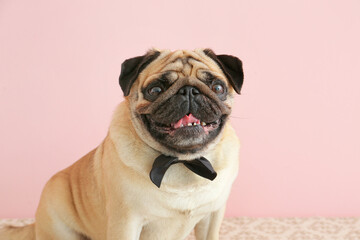 Cute pug dog with bowtie on color background