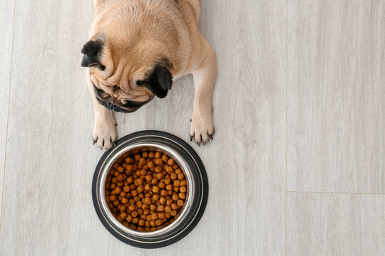 Cute Pug Dog Near Bowl With Food At Home, Top View