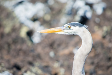 Close-up of a heron, in profile, observing on the left, with copy space