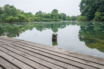 Wooden pier on a pond, static water with green leaves, with copy space