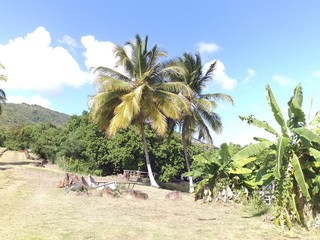 palm trees on beach coconut trees 
