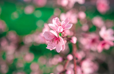 Fototapeta na wymiar wild flowers sakura bush