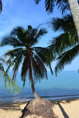 View of the sandy beach and palm trees. Blue sea and blue sky.