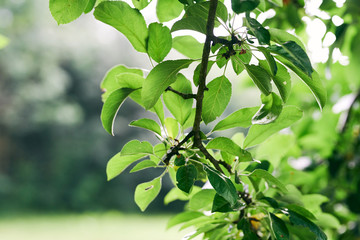 green leaves of a tree in spring