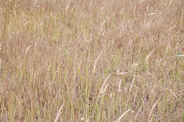 Background of yellow grass with spikelets on the stems. Texture of autumn field with dried grass
