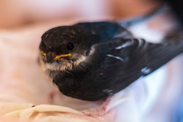Sweet baby swallow bird