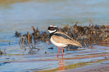 Pied Plover on a Wetland Shore
