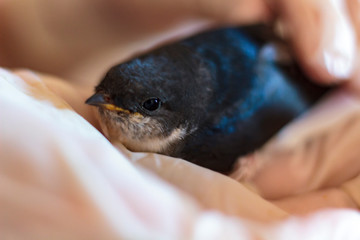Taking care of a baby swallow