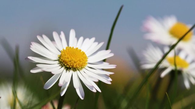 G&auml;nsebl&uuml;mchen im Wind