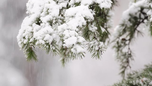 snow covers the branches of а pine tree