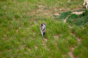 Wolf in the grass