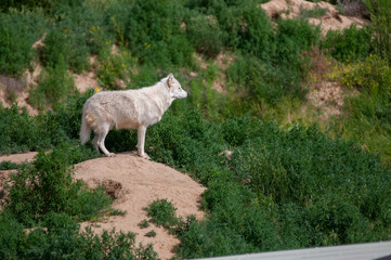 Wolf in the grass