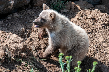 Fototapeta premium Grizzly Bear Cub in the woods