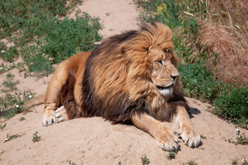 Naklejka premium Large African Lion resting in the sun