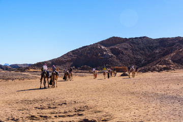 Tourists riding camels in bedouin village not far from the Hurghada city, Egypt