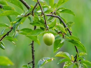 Green Plum