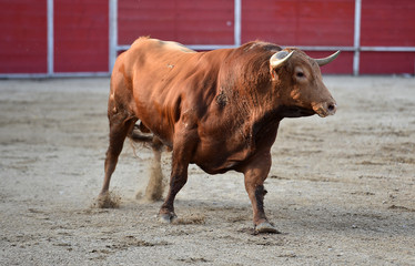 toro español en una plaza de toros