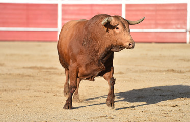 toro en españa con grandes cuernos en una plaza de toros