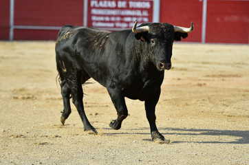 toro español en una plaza de toros