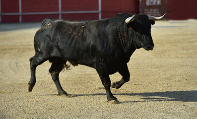 toro español corriendo en una plaza de toro con grandes cuernos