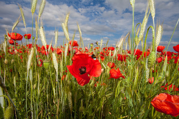 Klotschmohn