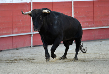 toro español en una plaza de toros