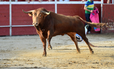 toro español en una plaza de toros 