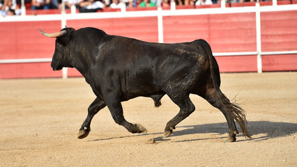 toro español corriendo en una plaza de toro con grandes cuernos