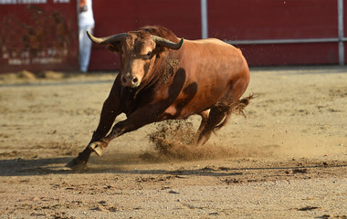 toro espa&ntilde;ol en una plaza de toros 