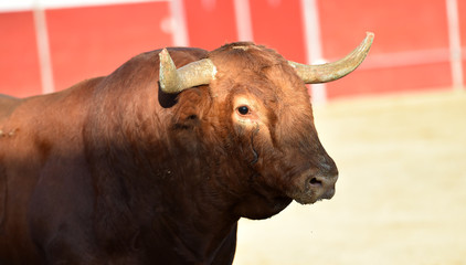 toro en españa con grandes cuernos en una plaza de toros