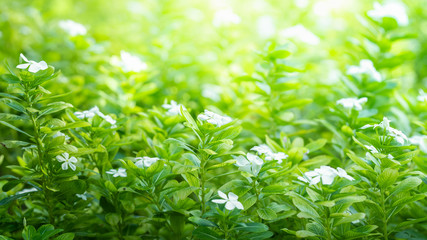 Closeup nature view of flower on greenery blurred background under sunlight with copy space using as background natural plants landscape, ecology cover page concept.