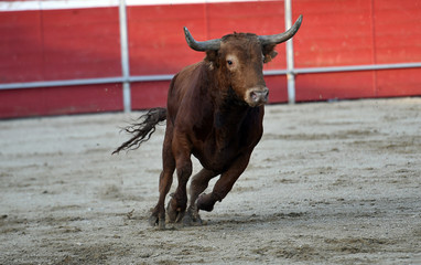 toro español en una plaza de toros