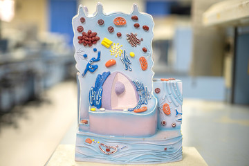 Model of animal cell in laboratory for education biology.