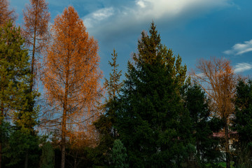 yellow trees in autumn