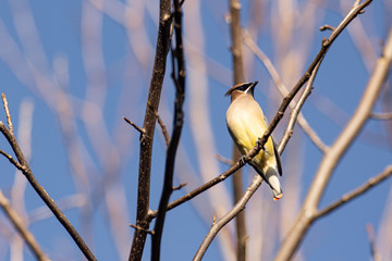 Cedar waxwing - Bombycilla cedrorum