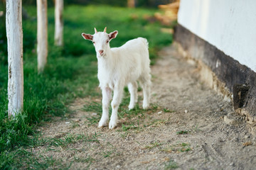 Obraz premium white goat on a meadow