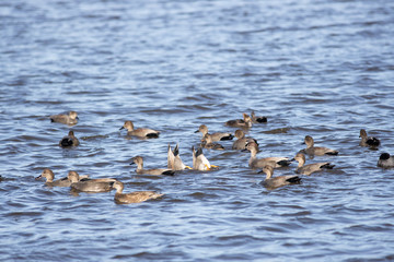 Raft of gadwall ducks - Mareca strepera